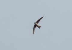 Aerodramus elaphrus