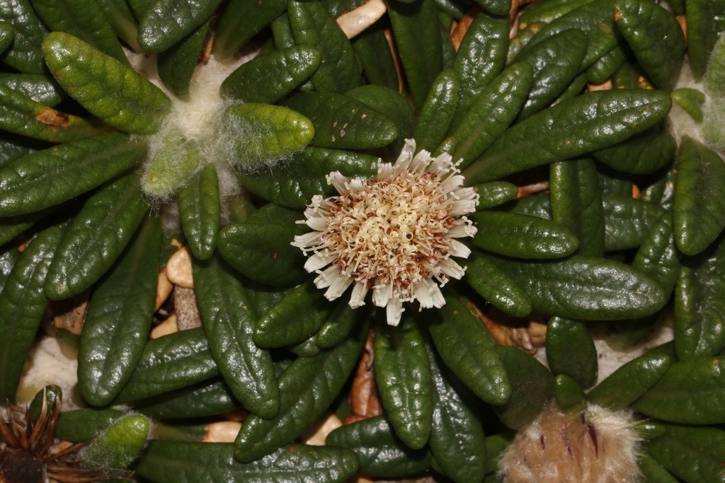 Rock Cushionbush
