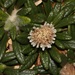 Oldenburgia paradoxa - Photo (c) Brian du Preez, algunos derechos reservados (CC BY-SA), subido por Brian du Preez