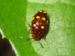 Mycotretus duodecemguttatus