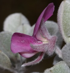 Podalyria hirsuta