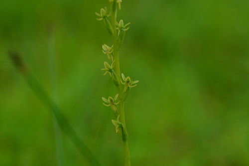 Image of Peristylus densus by no rights reserved