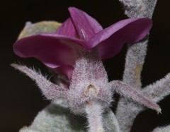 Podalyria hirsuta