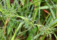 Ipomoea diversifolia