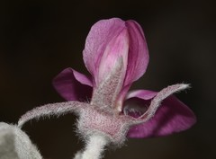 Podalyria hirsuta