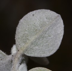 Podalyria hirsuta