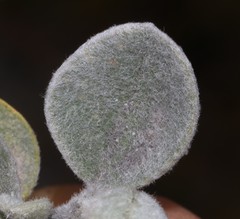 Podalyria hirsuta