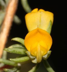 Aspalathus juniperina juniperina