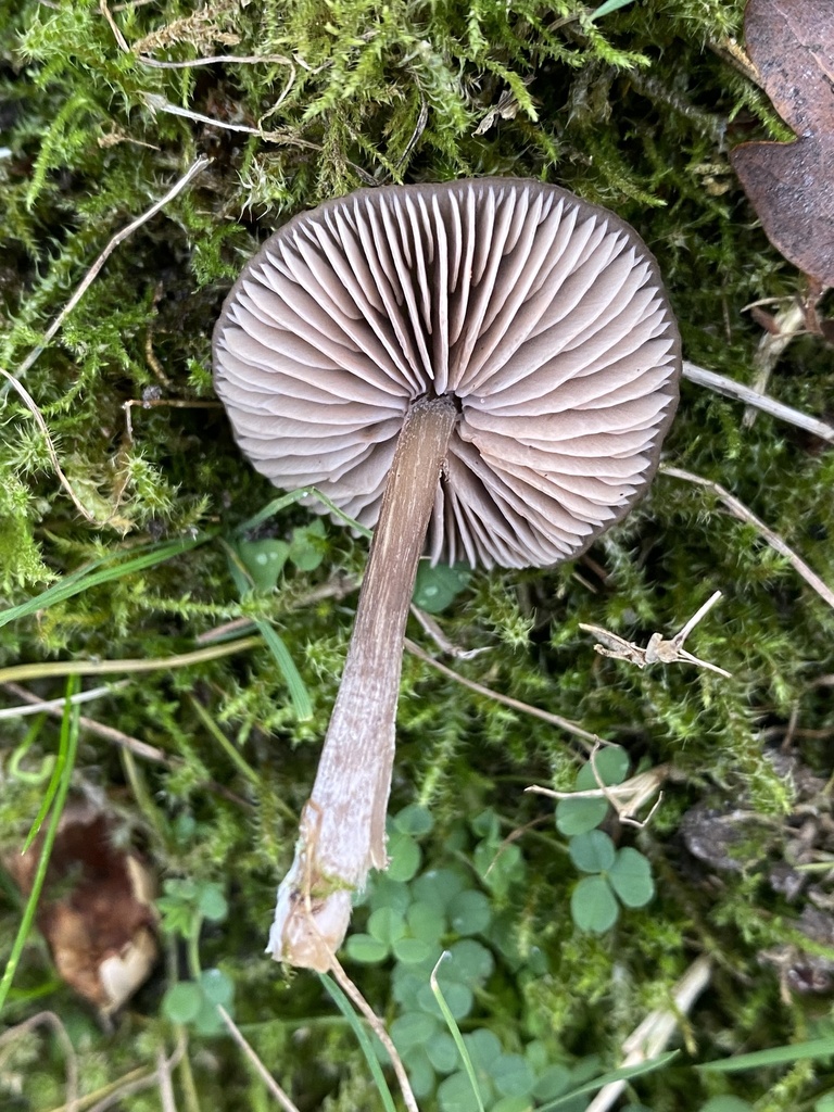 Entoloma sericeum · December 2025 · photo: © katharinegk (iNaturalist, cc-by)