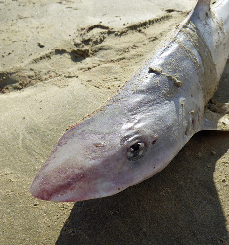 Mustelus lenticulatus