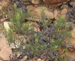 Agathosma pungens