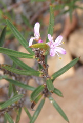 Agathosma pungens