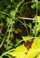 Ipomoea diversifolia
