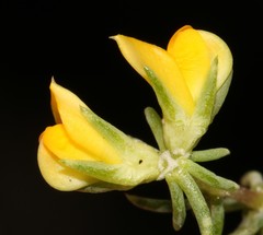 Aspalathus juniperina juniperina