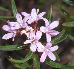 Agathosma pungens