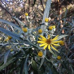 Senecio cinerarioides