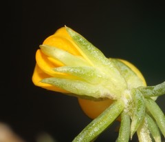 Aspalathus juniperina juniperina