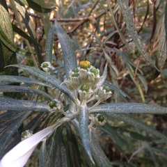 Senecio cinerarioides