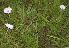 Ipomoea diversifolia