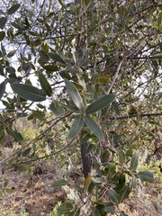 Quercus peninsularis