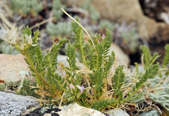 Oxytropis borealis viscida