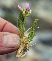 Oxytropis borealis viscida