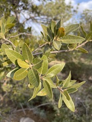 Quercus peninsularis