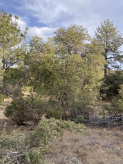 Quercus peninsularis