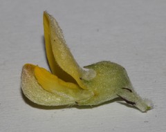 Aspalathus burchelliana