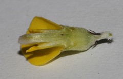 Aspalathus burchelliana