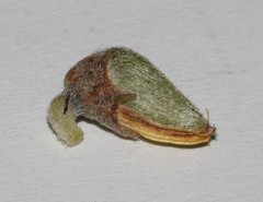 Aspalathus burchelliana