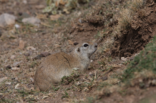 Asia Minor Ground Squirrel
