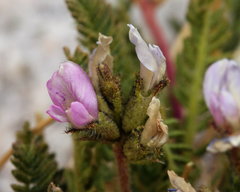 Oxytropis borealis viscida
