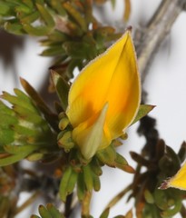 Aspalathus cliffortioides