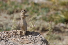 Spermophilus xanthoprymnus