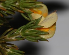 Aspalathus cliffortioides