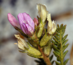 Oxytropis borealis viscida