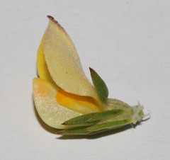 Aspalathus cliffortioides