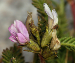 Oxytropis borealis viscida