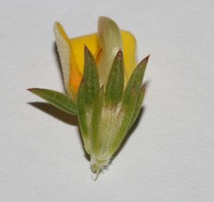 Aspalathus cliffortioides