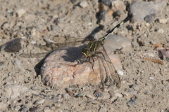 Orthetrum sabina