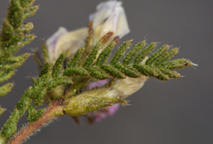 Oxytropis borealis viscida