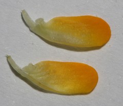 Aspalathus cliffortioides