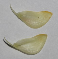 Aspalathus cliffortioides