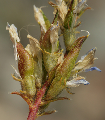 Oxytropis borealis viscida