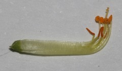 Aspalathus cliffortioides