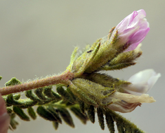 Oxytropis borealis viscida