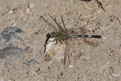 Orthetrum sabina
