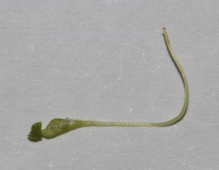 Aspalathus cliffortioides