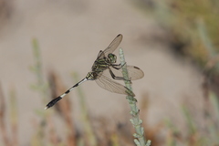 Orthetrum sabina